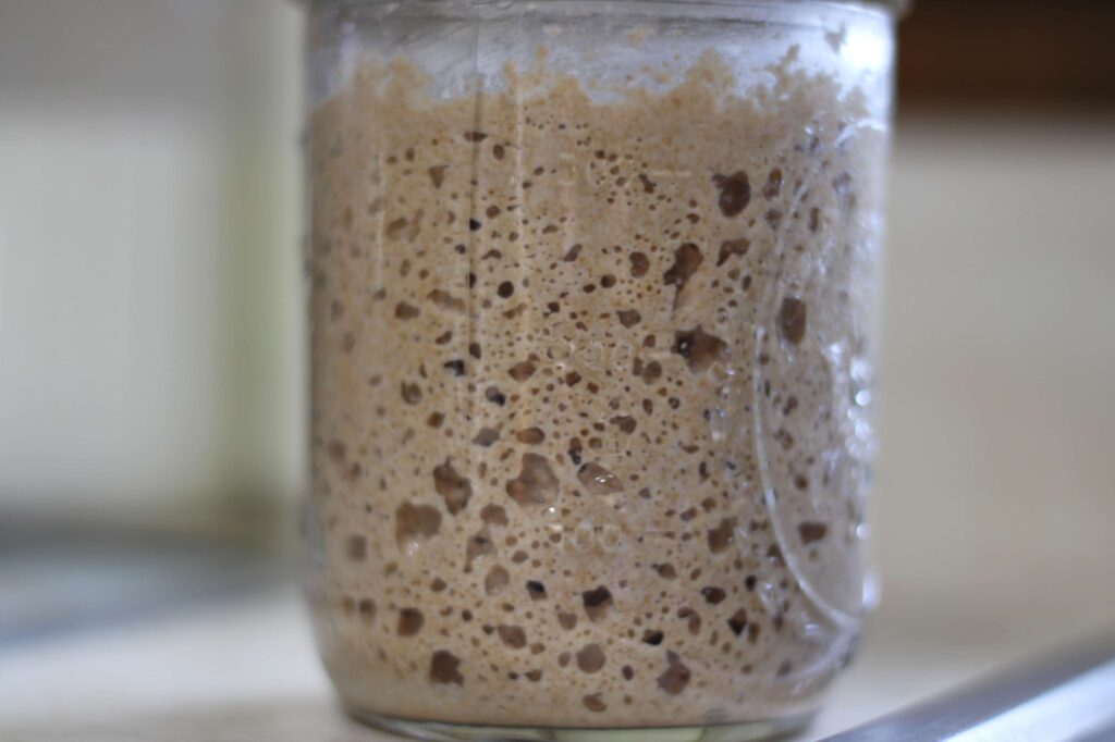 whole wheat sourdough starter