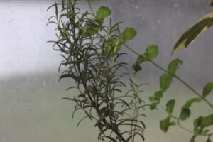 picture of rosemary plant by the window