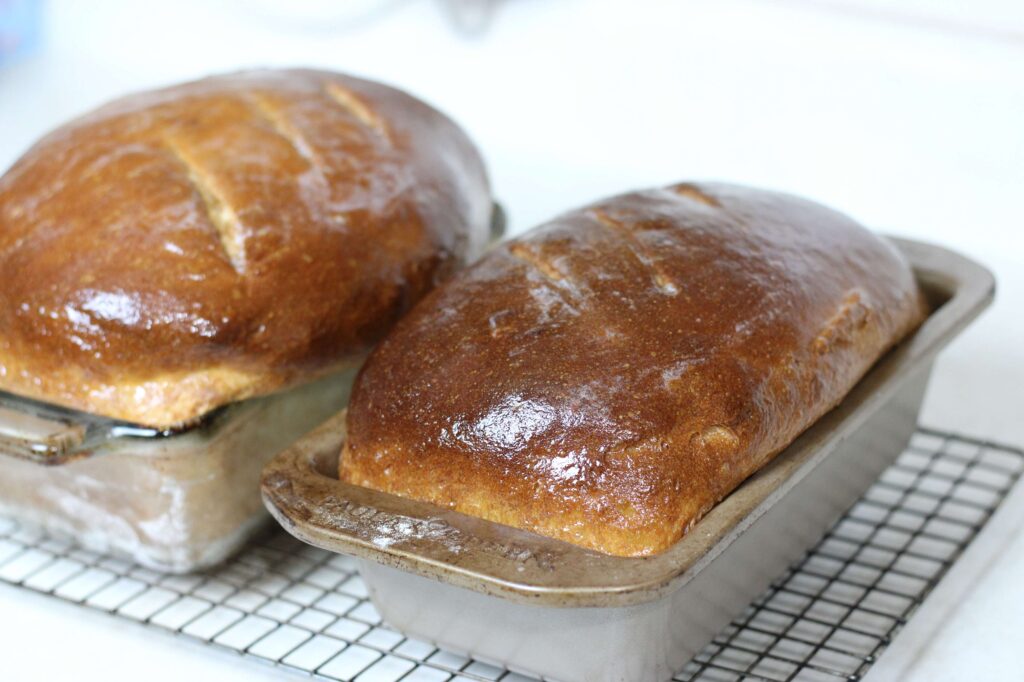 Freshly baked sourdough sandwich bread loaves still in loaf pans 