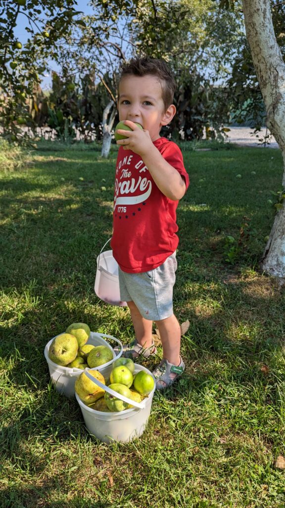 little boy eating freshly picked apple in apple orchard