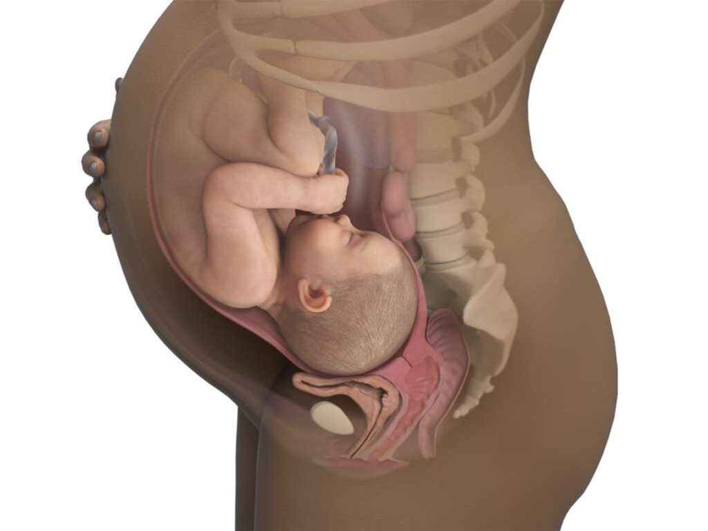 diagram of baby in womb in optimal position for labor