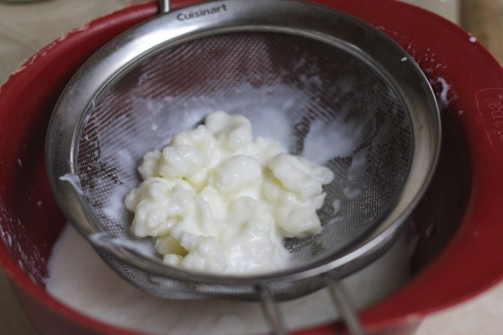 kefir grains on a strainer
