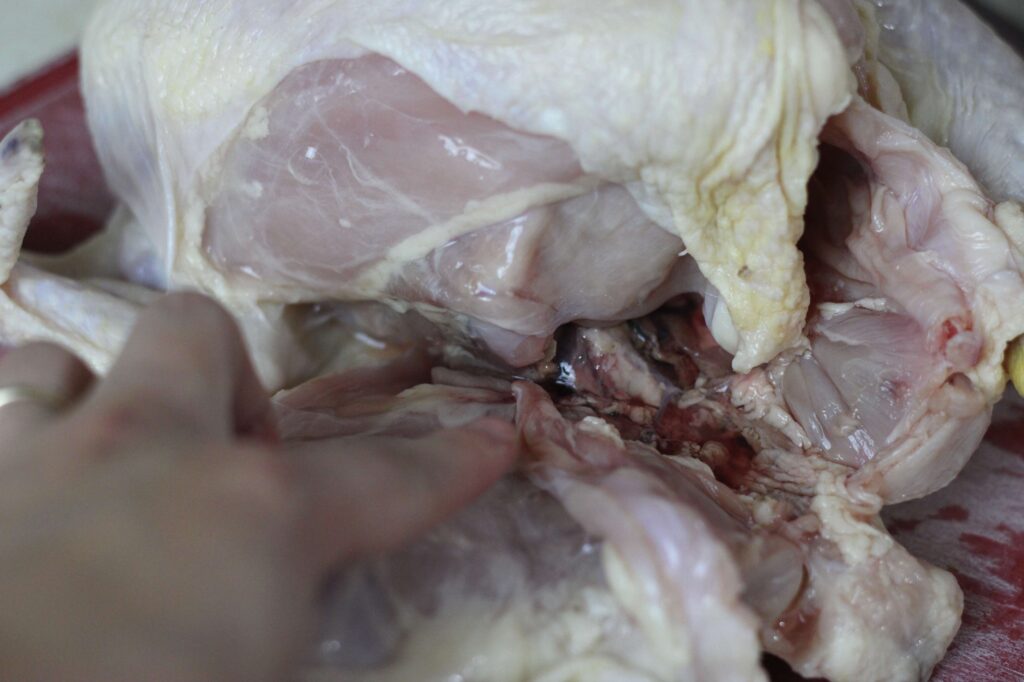 finger pointing at thigh joint on a raw chicken