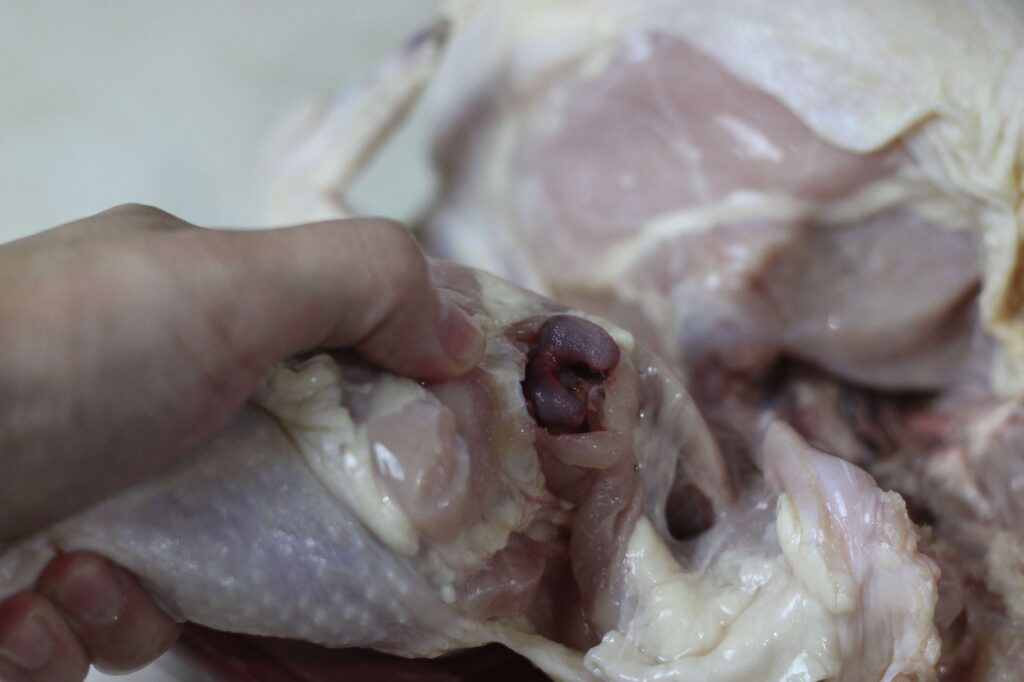 chicken being debone, leg joint 
